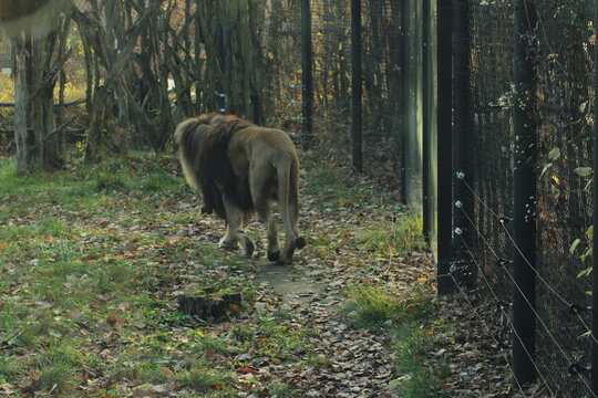 The selective focus shot of the Southwest African lion walking and looking like a king of animals
