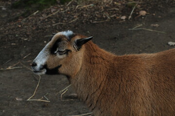 Fototapeta premium Sheep of Cameroon portrait. Cameroon sheep or Cameroon Dwarf is a Cameroonian breed of domestic sheep. Portrait of brown sheep of Cameroon Ovis aries the mouth open with the teeth clearly visible 