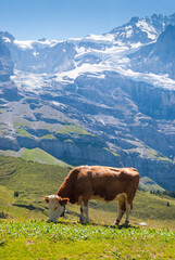 Cows on alpine meadow in Switzerland.