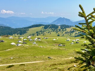 Naklejka premium cows in the mountains