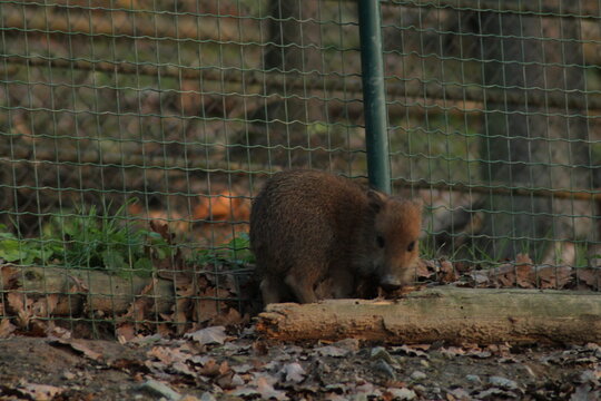 Southern white-lipped peccary (Tayassu pecari albirostris) piglet. 
