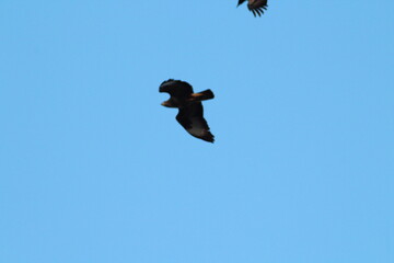 Abstract photo of ravens in flight on blue sky background 