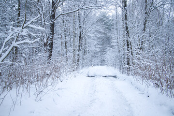 Snow-covered road in the winter forest. Beautiful winter landscape.