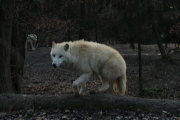 An arctic wolf -canis lupus arctos- standing amongst fallen trees in a wolf sanctuary. male Arctic wolf (Canis lupus arctos). Iconic White arctic wolf from wolves laughing meme in Zoo Brno