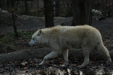 An arctic wolf -canis lupus arctos- standing amongst fallen trees in a wolf sanctuary. male Arctic wolf (Canis lupus arctos). Iconic White arctic wolf from wolves laughing meme in Zoo Brno