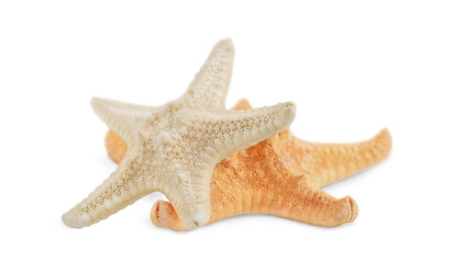 two starfish isolated on white background