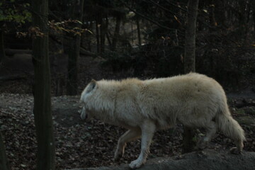 An arctic wolf -canis lupus arctos- standing amongst fallen trees in a wolf sanctuary. male Arctic wolf (Canis lupus arctos). Iconic White arctic wolf from wolves laughing meme in Zoo Brno