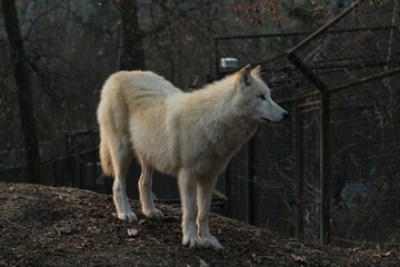 An arctic wolf -canis lupus arctos- standing amongst fallen trees in a wolf sanctuary. male Arctic wolf (Canis lupus arctos). Iconic White arctic wolf from wolves laughing meme in Zoo Brno