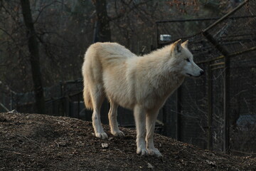 An arctic wolf -canis lupus arctos- standing amongst fallen trees in a wolf sanctuary. male Arctic wolf (Canis lupus arctos). Iconic White arctic wolf from wolves laughing meme in Zoo Brno