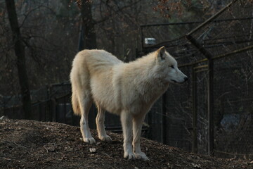 An arctic wolf -canis lupus arctos- standing amongst fallen trees in a wolf sanctuary. male Arctic wolf (Canis lupus arctos). Iconic White arctic wolf from wolves laughing meme in Zoo Brno