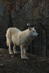 An arctic wolf -canis lupus arctos- standing amongst fallen trees in a wolf sanctuary. male Arctic wolf (Canis lupus arctos). Iconic White arctic wolf from wolves laughing meme in Zoo Brno