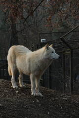 Obraz premium An arctic wolf -canis lupus arctos- standing amongst fallen trees in a wolf sanctuary. male Arctic wolf (Canis lupus arctos). Iconic White arctic wolf from wolves laughing meme in Zoo Brno