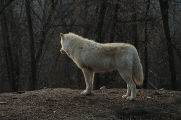 An arctic wolf -canis lupus arctos- standing amongst fallen trees in a wolf sanctuary. male Arctic wolf (Canis lupus arctos). Iconic White arctic wolf from wolves laughing meme in Zoo Brno