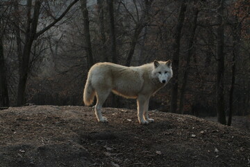 An arctic wolf -canis lupus arctos- standing amongst fallen trees in a wolf sanctuary. male Arctic wolf (Canis lupus arctos). Iconic White arctic wolf from wolves laughing meme in Zoo Brno