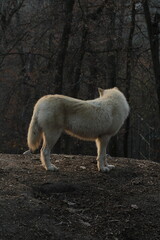Obraz premium An arctic wolf -canis lupus arctos- standing amongst fallen trees in a wolf sanctuary. male Arctic wolf (Canis lupus arctos). Iconic White arctic wolf from wolves laughing meme in Zoo Brno