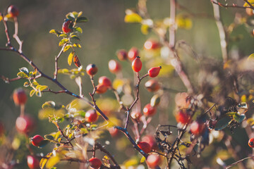 Beautiful wild rose hips in late autumn. Rosehip bush with red berries in sunny weather.  healthy vitamin food for heart health, green medicine and beauty treatment concept