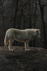 An arctic wolf -canis lupus arctos- standing amongst fallen trees in a wolf sanctuary. male Arctic wolf (Canis lupus arctos). Iconic White arctic wolf from wolves laughing meme in Zoo Brno