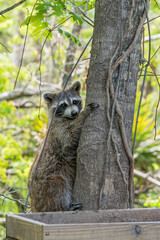 Obraz premium Raccoon climbing tree in forest near swampy bayou