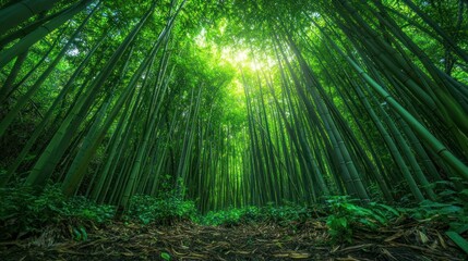 Fototapeta premium The bamboo forest is lush green, with slender stems reaching up to the sky background wallpaper AI generated image