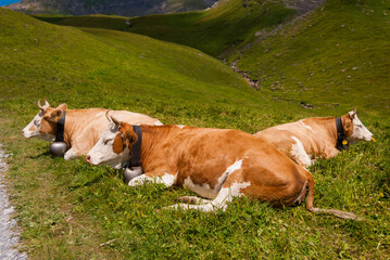 Cows on alpine meadow in Switzerland.