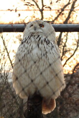 The Snowy Owl (Bubo scandiacus) is a large owl of the typical owl family Strigidae. Portrait of Snowy owl in the cage or behind the cage 