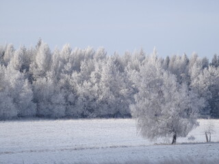 Drzewo zima