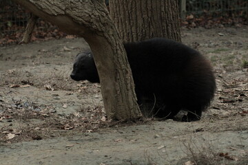 Wolverine (gulo gulo) in the forest late in the evening
