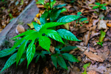 山の草(タイ)