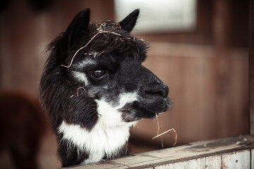 portrait of an alpaca in a farm