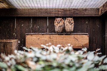 two owls in a farm