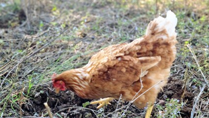 A speckled brown hen scratches the ground in a field