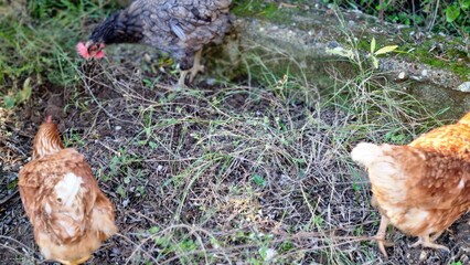 Three hens forage for food in a backyard