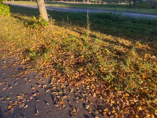 Weather in the fall. Fallen leaves on the ground. Sunny evening
