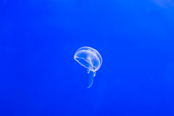 Single jellyfish in a blue water