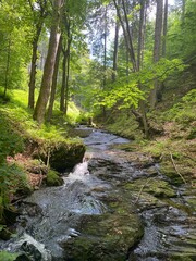 Stream in the woods
