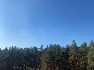 Blue sunny sky. Spruce forest
