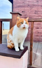 Red cat sitting  © Andrey