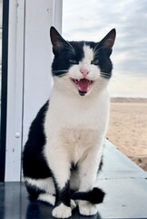 black and white cat meows