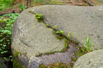Stone of beautiful round shape made of gray granite, turned by the water of forest stream. Close-up texture.