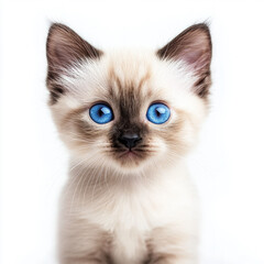 Obraz premium Siamese Kitten Isolated