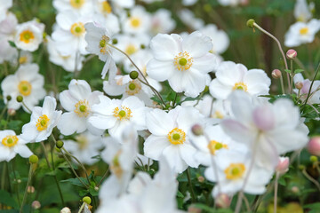 White Japanese Anemone, Anemone x hybrida ‘Honorine Jobert’ in flower.