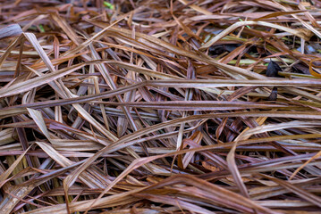 Background of ry brown grass in a meadow