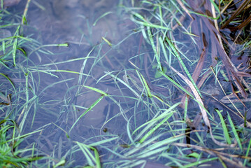 green grass in a stream in autumn