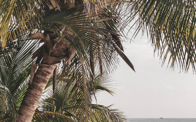 Palm tree palm trees at the Caribbean beach Cancun Mexico.