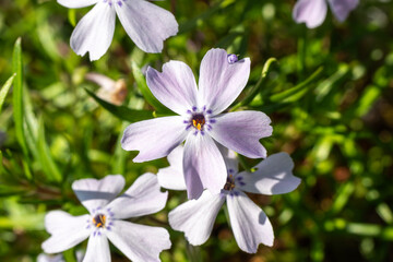Phlox subulata 'Purple Beauty' an evergreen spring summer flowering plant with a purple springtime flower commonly known as Creeping Phlox or Moss Phlox, gardening stock photo image