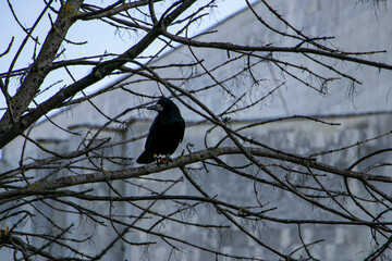 A lonely crow sat on a leafless tree branch.Bird life in the city. A black crow sits on a bare tree branch with a blurred stone building in the background. A feeling of loneliness and mystery.