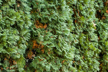 Thuja plant diseases. Yellow and brown thuja leaves.
Diseases and treatment of green thuja. Natural background.