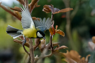 Una cinciallegra (Parus major) con un seme di girasole preso dalla mangiatoia vola via per...
