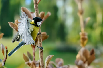 Una cinciallegra (Parus major) aggrappata a un ramo verticale si bilancia spiegando le ali.