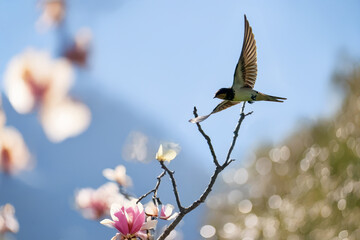 Una rondine (Hirundo rustica) vola velocemente sopra la campagna alla ricerca di insetti da mangiare.